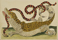 Dissertatio de Generatione et Metamorphosibus Insectorum Surinamensium -- Crocodile with a coral snake, by Maria Sybilla Merian